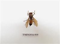 藏品(黃腰虎頭蜂)的圖片